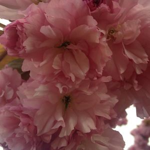 Meet your Posher, Charlotte